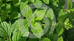 Fresh mint plant. Great for your health. Mentha plant. photo